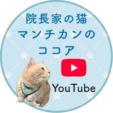 ココアのYouTubeへリンク